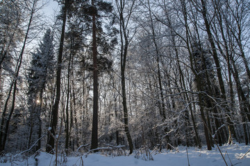 Forest in winter