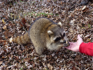 Raccoon begging food