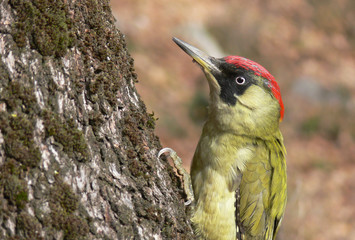 Picchio verde (Picus viridis) ritratto di femmina