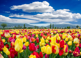 Frühlingserwachen, Freude, Glück: Buntes Tulpenfeld :)