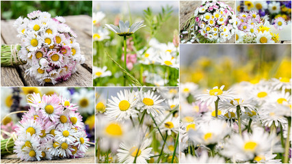 Collage aus Gänseblümchen :)