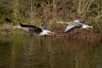 Greylag Goose, goose