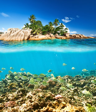 Fototapeta Coral reef and fish at Seychelles
