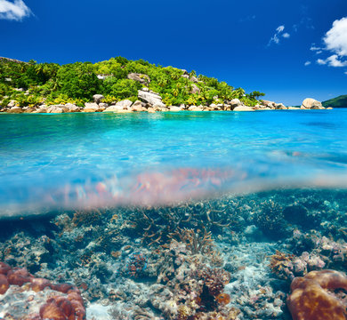 Fototapeta Coral reef at Seychelles