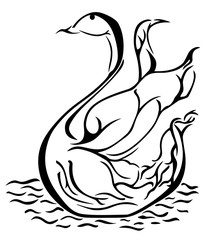 Fototapeta premium Black line drawing of a swan on water, vector illustration