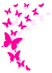 Fototapeta premium butterflies design