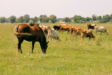 Horses and cows on a pasture. Herd of cows and horses grazing at summer green field