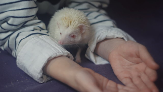child and albino hedgehog