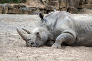Rino stanco