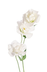Fototapeta na wymiar Beauty white flowers isolated on white. Eustoma