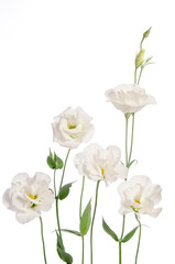 Fototapeta premium Beautiful eustoma flowers isolated on white background