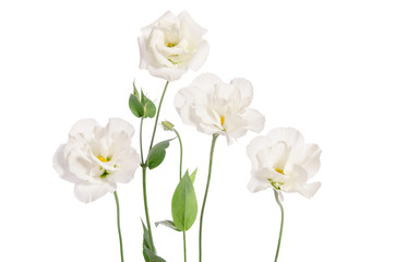 Naklejka na ściany i meble Beautiful eustoma flowers isolated on white background