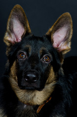 Beautiful German shepherd puppy on the black background (selective focus on the eyes)