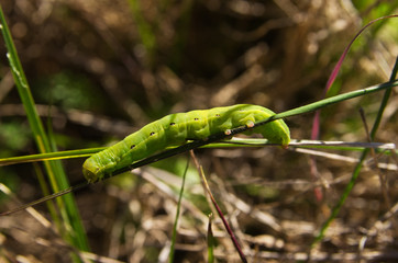 Green Black Rustic caterpillar - Aporophyla nigra