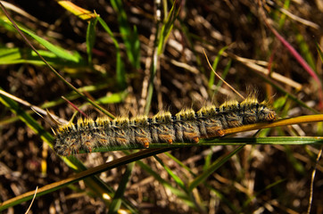 Hairy Grass Eggar caterpillar - Lasiocampa trifolii