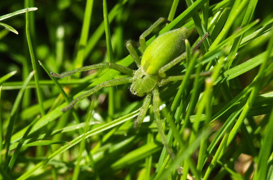 Huntsman spider, dorsal view - Micrommata ligurina