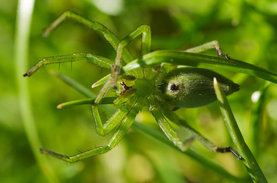 Huntsman spider, ventral view - Micrommata ligurina