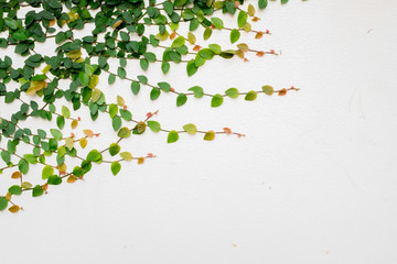 Wall of ivy © piyagoon