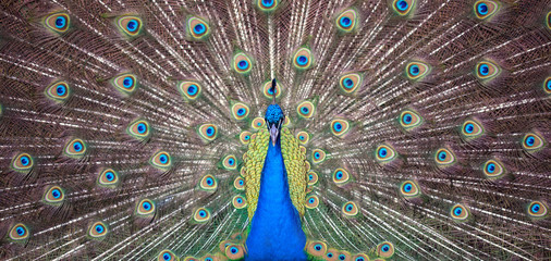 Obraz premium Gorgeous Peacock gazing in the shot, frontal view