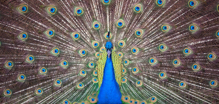 Gorgeous Peacock gazing in the shot, frontal view