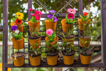 colorful flowers in wall flower pots