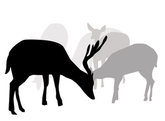 Deer Animal Set - Vector