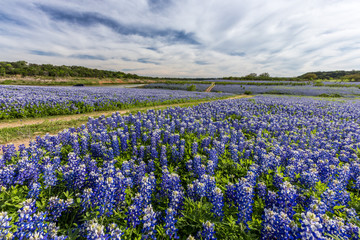 Beautiful Texas bluebonnet field at Muleshoe Bend Recreation Area, Austin, TX