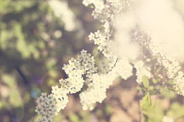 Beautiful white flowering shrub Spirea aguta (Brides wreath).