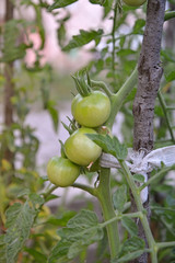  Pure organic tomato growing in a vegetable garden