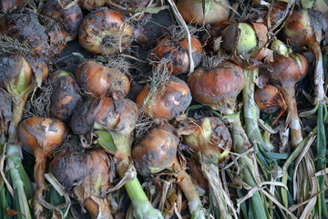 fresh planted organic onion