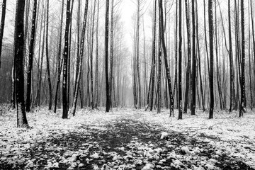 Forest