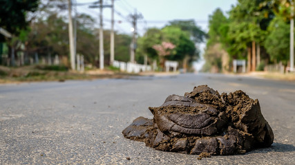 a stinky poo in middle of the road - obrazy, fototapety, plakaty