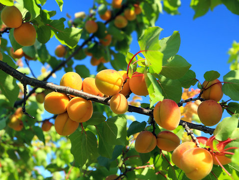 Branche d'abricotier chargée de fruits