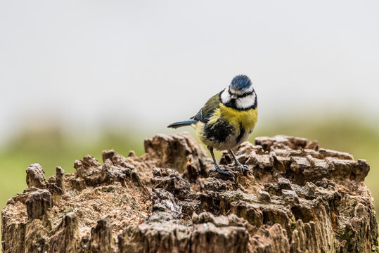 Bluetit