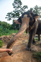 Feeding an elephant