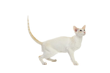 Purebred cute siamese cat studio shot