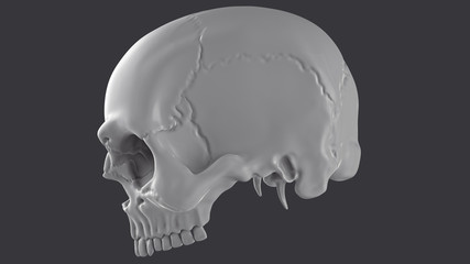 The skull on dark background