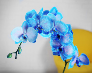 Fototapeta na wymiar Beautiful blue orchid flowers, close up