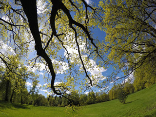 Beautiful, bright summer landscape - the wood behind a meadow and branches of trees in the foreground
