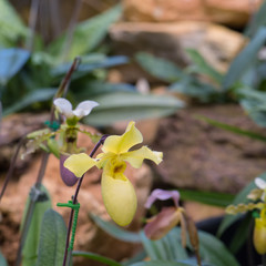 Yellow Paphiopedilum orchid