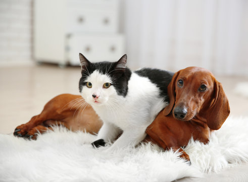 Beautiful Cat And Dachshund Dog On Rug, Indoor