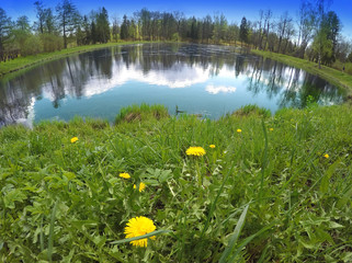 The first spring flowers dandelions on the bank of the lake, a lens a fish eye..