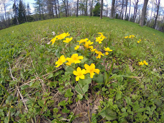 flowering marsh marigold (Caltha palustris) blooms on a meadow..