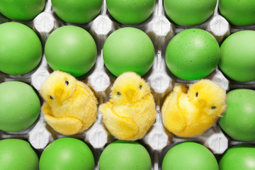 three toy chickens sit between green Easter eggs