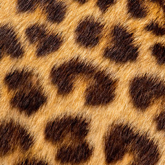 Real jaguar skin