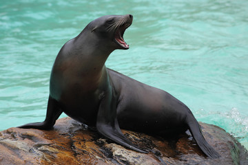 Fototapeta premium portrait of a crying seal