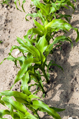 corn plants, spring