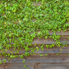 Common Ivy on Wood Wall