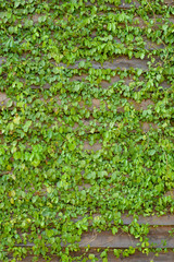 Common Ivy on Wood Wall