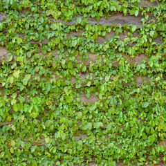 Common Ivy on Wood Wall